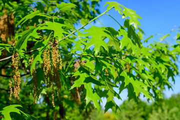 Obraz premium Delicate small vivid green leaves of oak tree in a sunny spring garden, beautiful outdoor monochrome background photographed with selective focus.