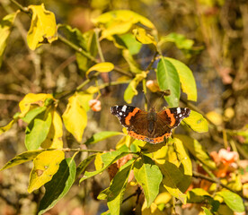 red admiral butterfly (Vanessa atalanta) on yellow leaves