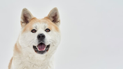 Close up of cute Shiba Inu dog looking at camera