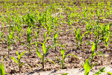 Obraz premium green young corn on an agricultural field in the spring season
