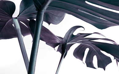 Selective focus.Real monstera leaves decorating for composition design.Tropical,botanical nature concepts