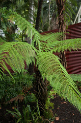Sydney Australia, tropical fern on a damp overcast day