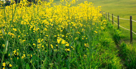 Yellow flower bed landscape - with fence and green fields in the bakground