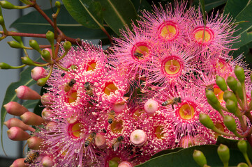 Sydney Australia, branch of pink flowers of an Australian native flowering gum tree with bees