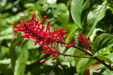 Sydney Australia, red flowers of a Odontonema tubaeforme or firespike shrub