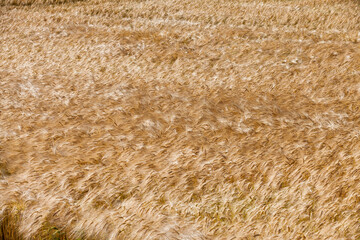 farming for growing rye and harvesting cereals