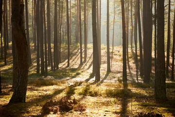 Obraz premium leśna ścieżka we mgle