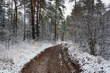 leśna zimowa ścieżka - obrazy, fototapety, plakaty