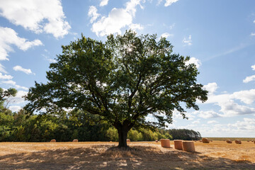 oak with green foliage growing in the middle of a field