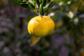 黄色く色づいた柑橘類の果実