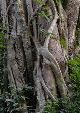 Detail of a strangler fig tree or ficus growing around another trunk in tropical forest, Chiang Dao, Chiang Mai, Thailand