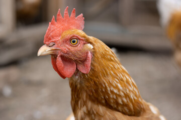 ginger hen with large red scallop looks at viewer - closeup portrait