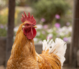 ginger rooster with large red comb against background of flowers in rustic yard looks at the viewer with one eye