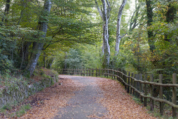 Promenade automnale en for&ecirc;t 