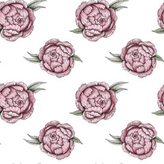 Peony graphic illustration pink line isolated pattern