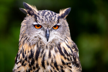 beautiful owl with big orange colorful eyes