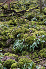 moss covered rocks in cold rainforest
