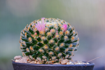 Cactus and succulent closeup