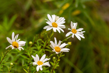 Fototapeta premium White flowering Aster seen near George in the Western Cape of South Africa