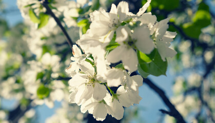 Blossom blooming on trees in springtime. Wild pear tree flowers blooming.