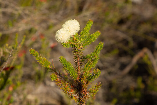 South African Flora: Berzellia sp., seen north of Barrydale in the Western Cape of South Africa