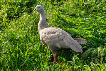 The Cape Barren Goose is a very large, pale grey goose with a relatively small head - Phillip...