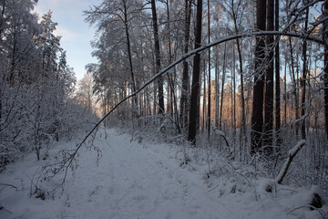 forest pathway in wintertime. One tree bend over the road. Blue sky and bright golden light in distance. Latvian landscape in Christmas time