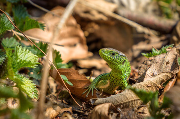 Naklejka na ściany i meble Green lizard in the forest
