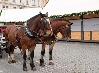 Naklejka na ściany i meble Two brown Horses are Harnessed to a cart for driving tourists in Prague Old Town Square. Christmas market in Prague, Czech Republic.