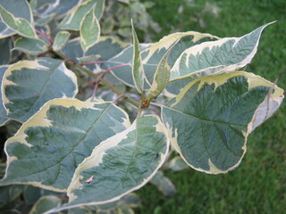 leaves