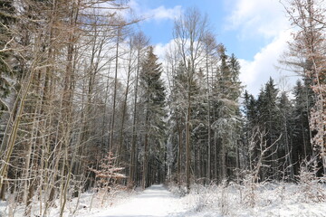 Weg im Wald mit Schnee im Winter