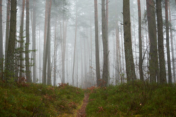 leśna ścieżka we mgle - obrazy, fototapety, plakaty