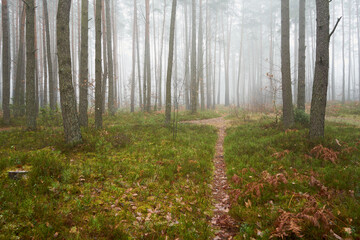 leśna ścieżka we mgle
