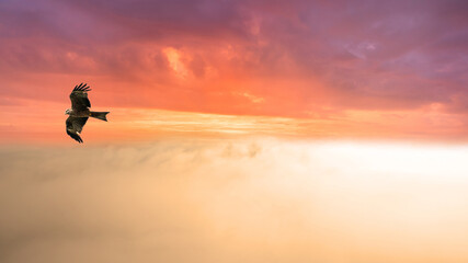 A bird of prey flies over dense fog in front of a sunrise