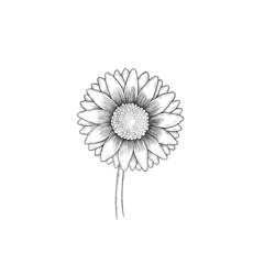 Gerbera illustration black line contour decor drawn