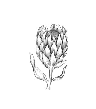 Protea draw graphic illustration line black white flower set isolated