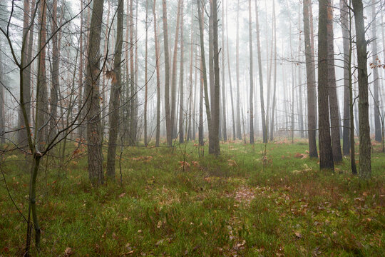 leśna ścieżka we mgle © Marcin Łazarczyk