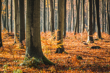 jesienny las bukowy 130 -letnie drzewa