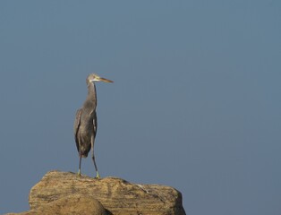 Grey heron on the rock by the beach