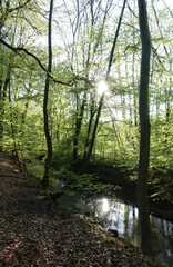 Wald am Ernst-Ludwigsteich bei Langen, Hessen