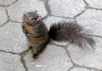 Did you bring me nut? Mysterious black Eastern gray squirrel in Central Park, New York City. Focus on squirrel eye