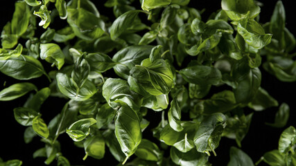 Freeze Motion Shot of Rotating Fresh Basil leaves. Top shot.