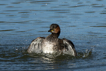 水浴びをするカイツブリ