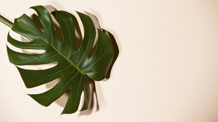 Monstera deliciosa on beige background, freeze motion
