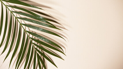Palm leaves on beige background, freeze motion