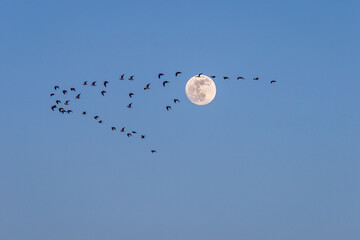 Ziehende Vögel vor dem Mond
