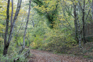 Obraz premium Promenade automnale en forêt 