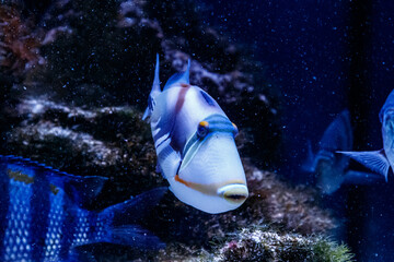 Fish Painted Triggerfish Rhinecanthus aculeatus