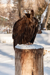 beautiful vultures sit on a stump in the snow