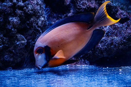 macro fish acanthurus pyroferus